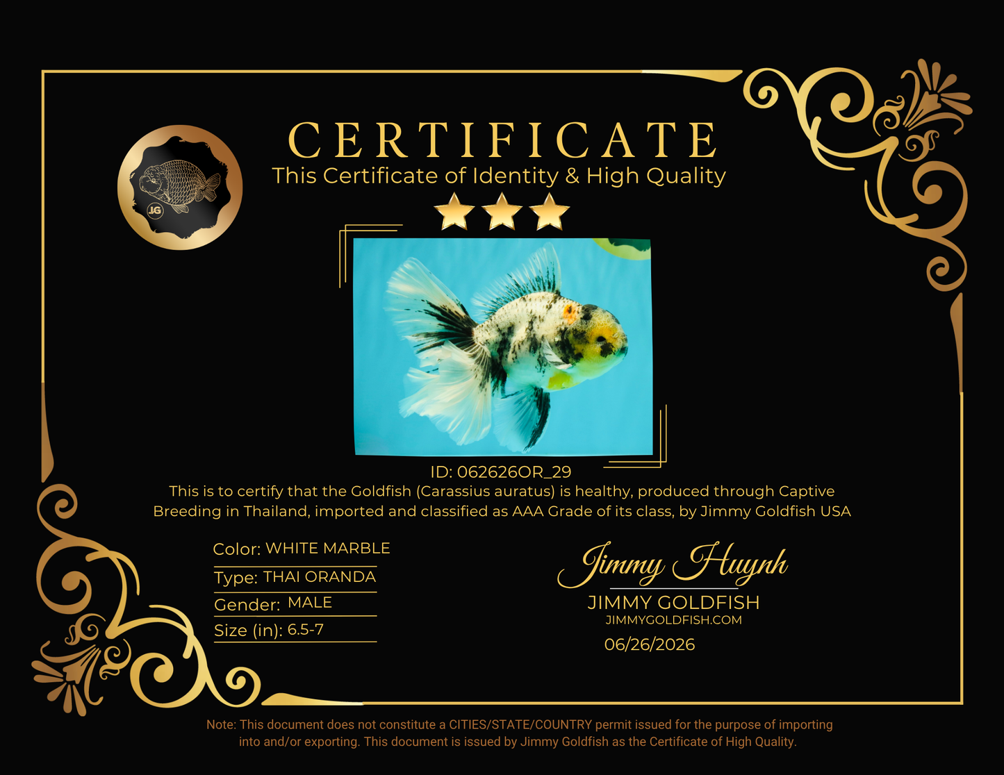 AAA Grade Long Tail White Marble Oranda Male 6.5-7 inches #062626OR_29
