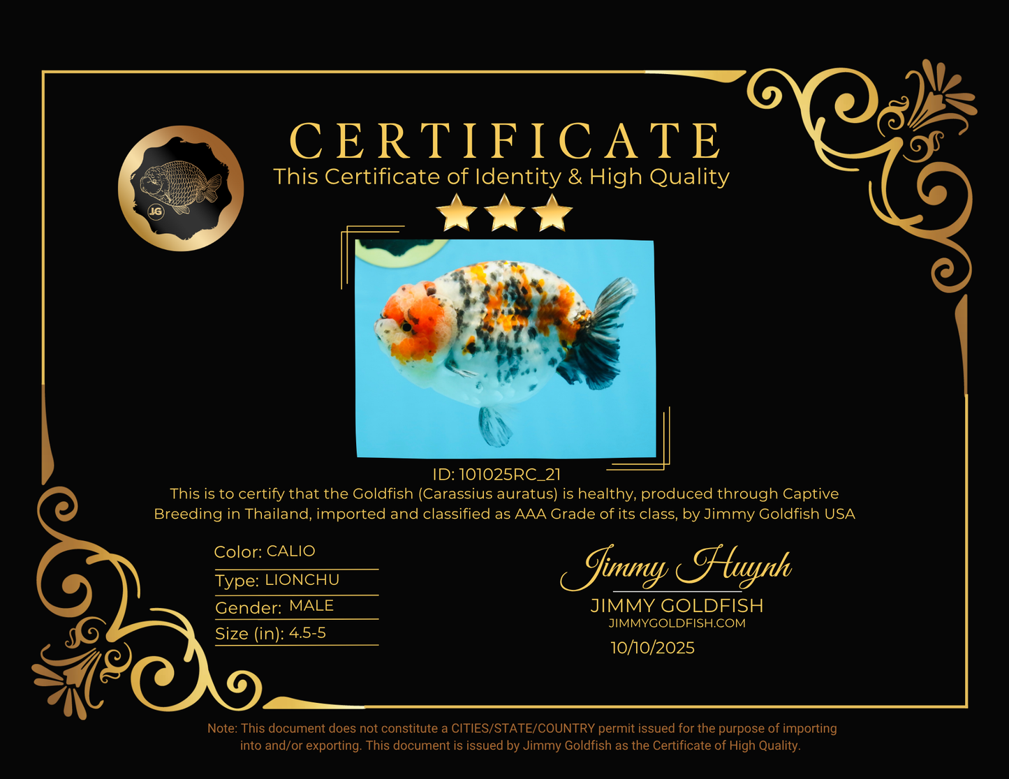 AAA Grade Special Calico LionKing 4.5-5 inches #101025RC_21