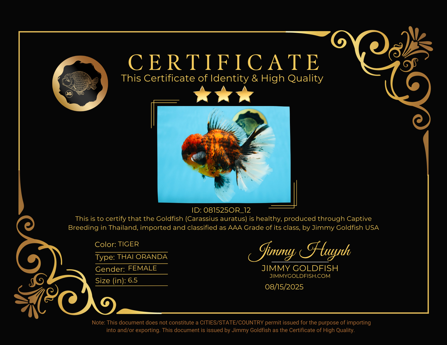 AAA Grade Godzilla Tiger Oranda Female 6.5 inches #081525OR_12