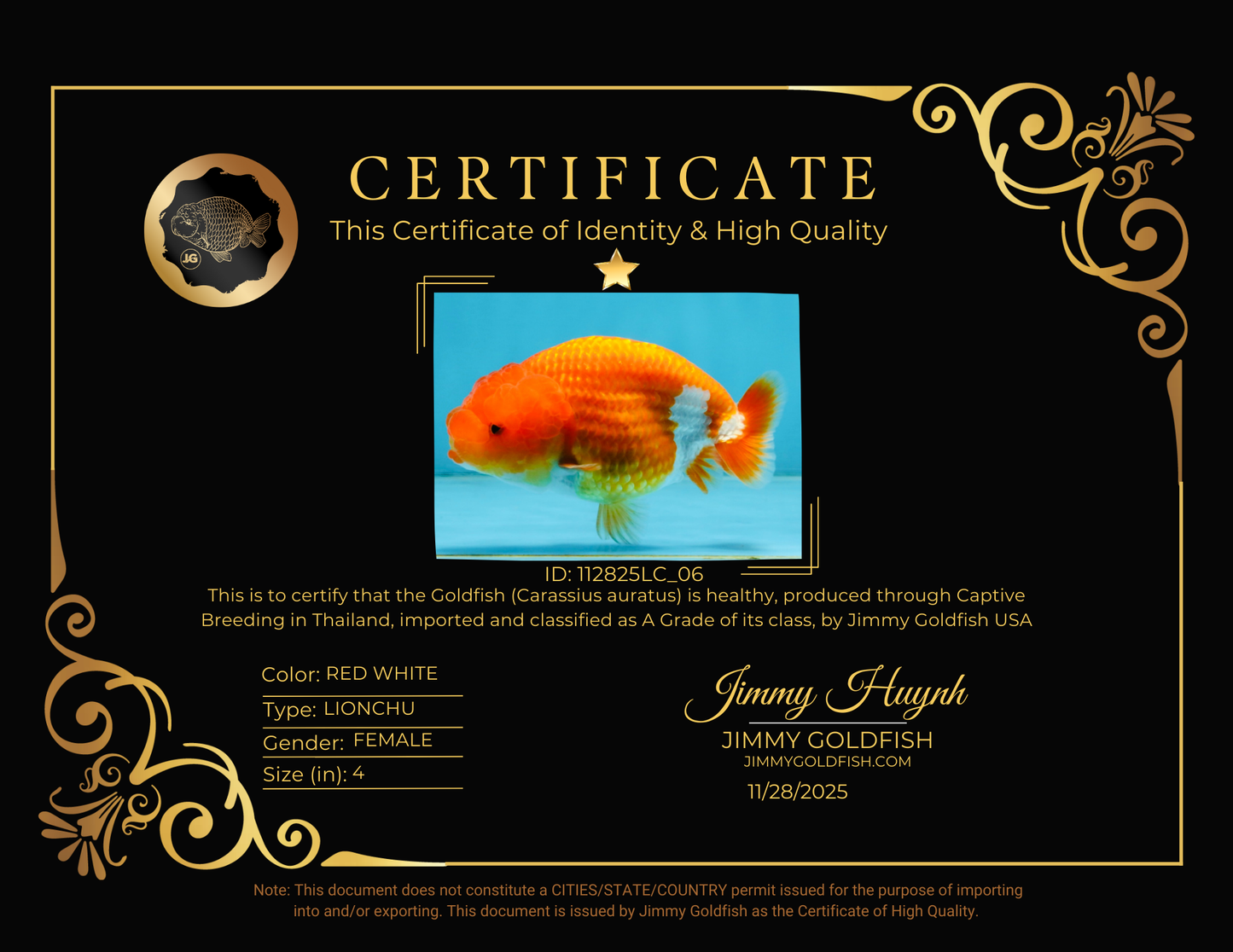 A Grade Red White LionQueen 4 inches #112825LC_06