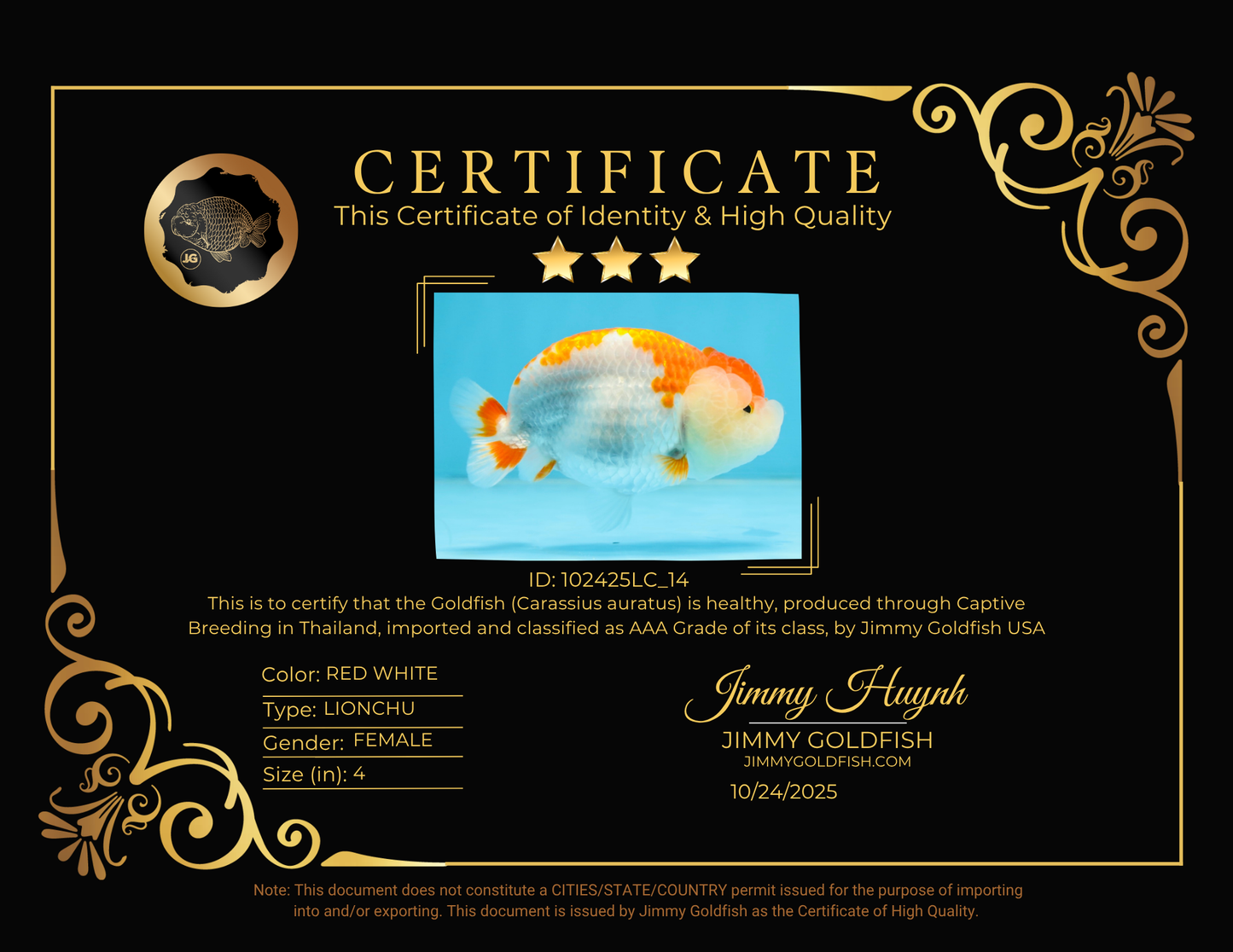 SUPER CUTE AAA Grade Red White LionQueen 4  inches #102425LC_14