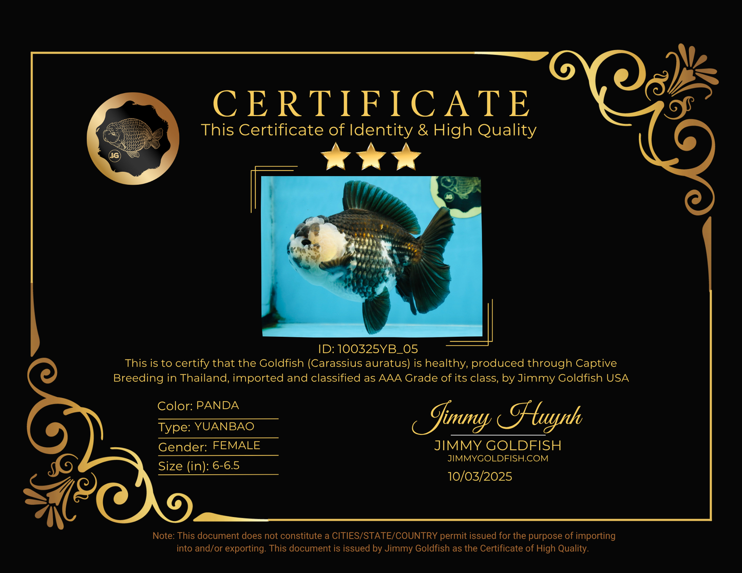 AAA Grade FLUFFY Panda Yuanbao Female 6-6.5 inches #100325YB_05