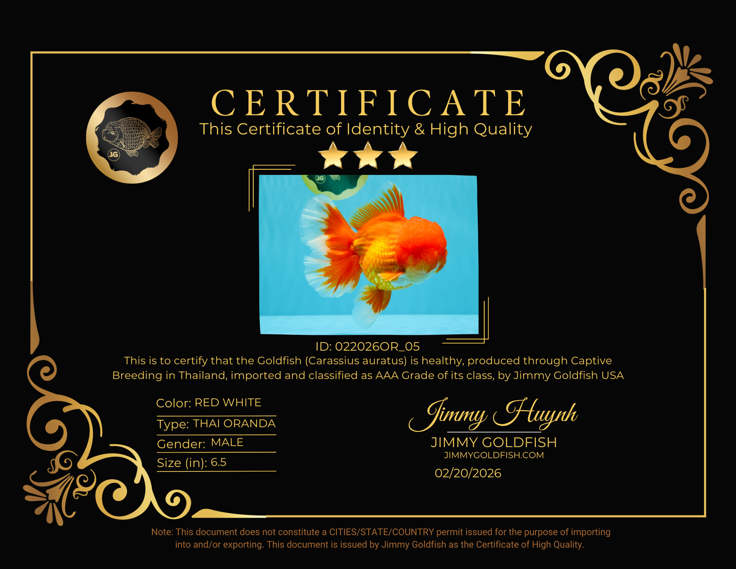 TOMATO AAA Grade Red White Oranda Male 6.5 inches #022026OR_05