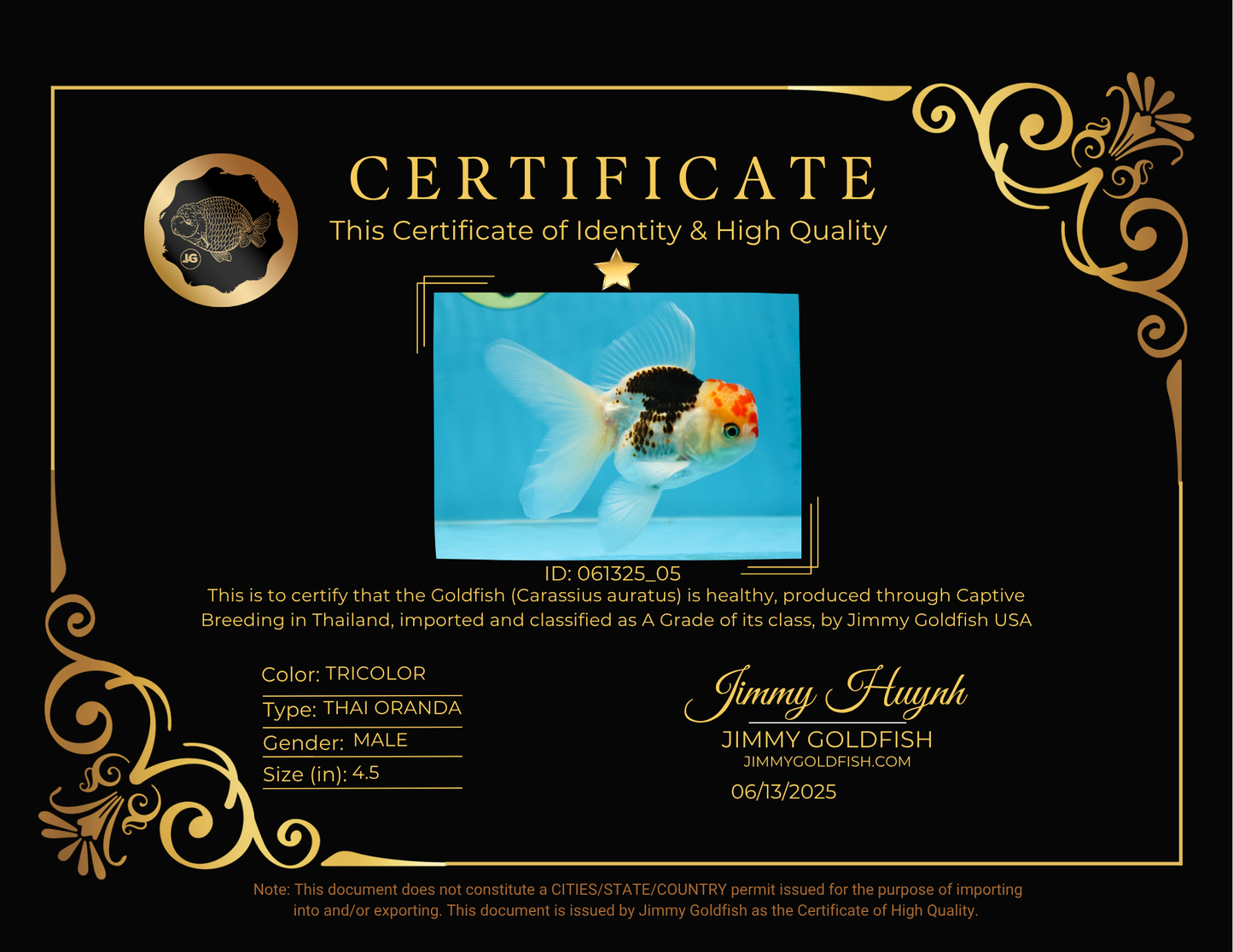 A Grade Young Tricolor Oranda Male 4.5 inches #061325_05