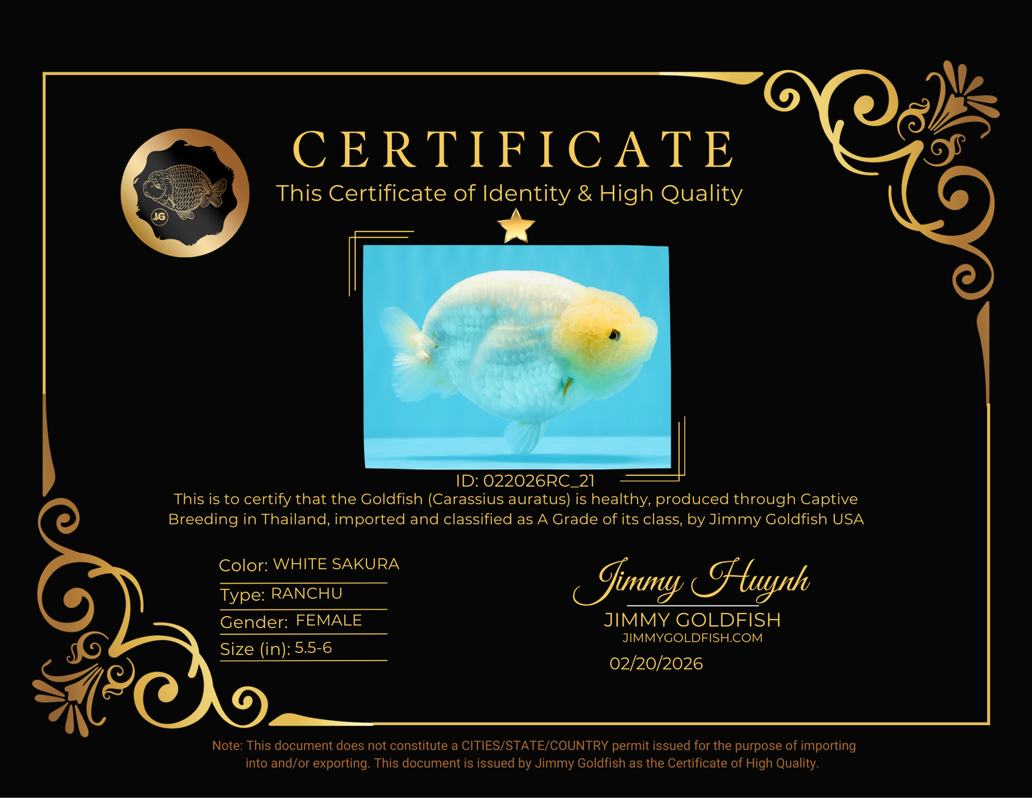 A Grade White Sakura Chinese Ranchu Female 5.5-6 inches #022026RC_21