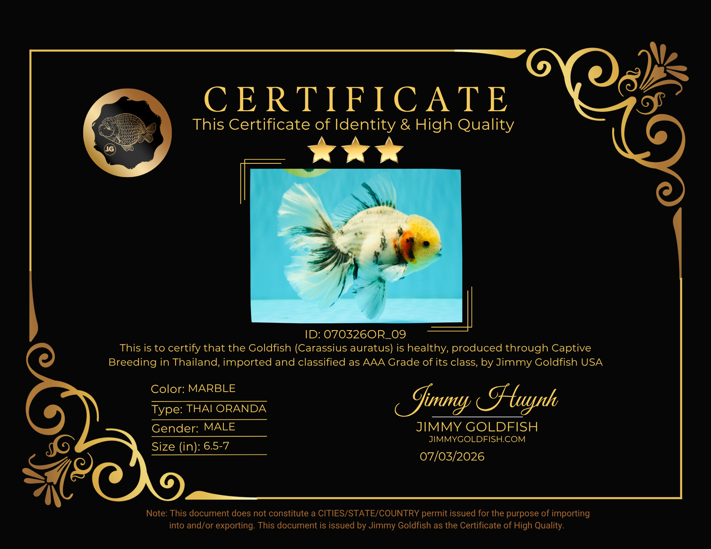 AAA Grade Marble Oranda Male 6.5-7 inches #070326OR_09