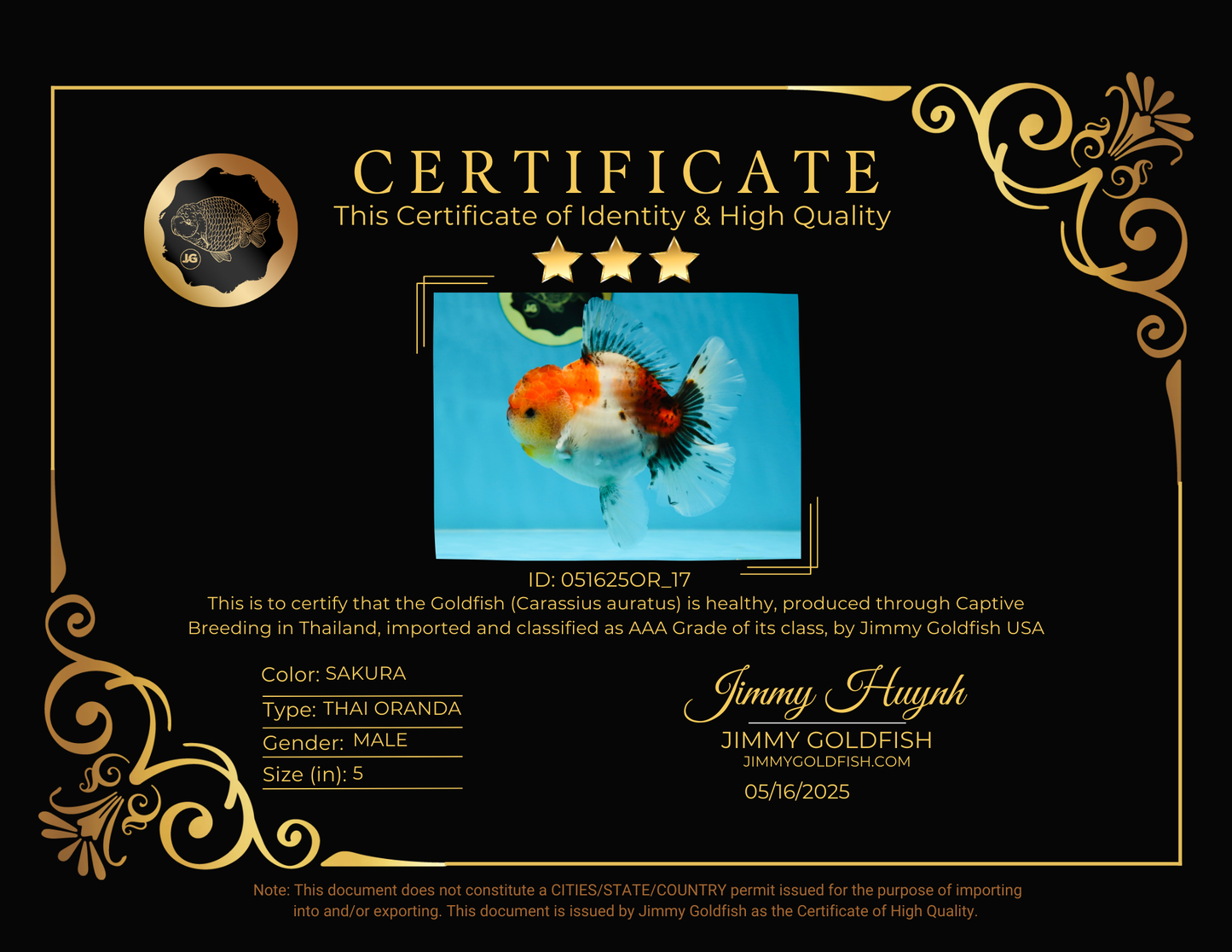 AAA Grade Godzilla Calico Sakura Button Eyes Oranda Male 5 inches #051625OR_17