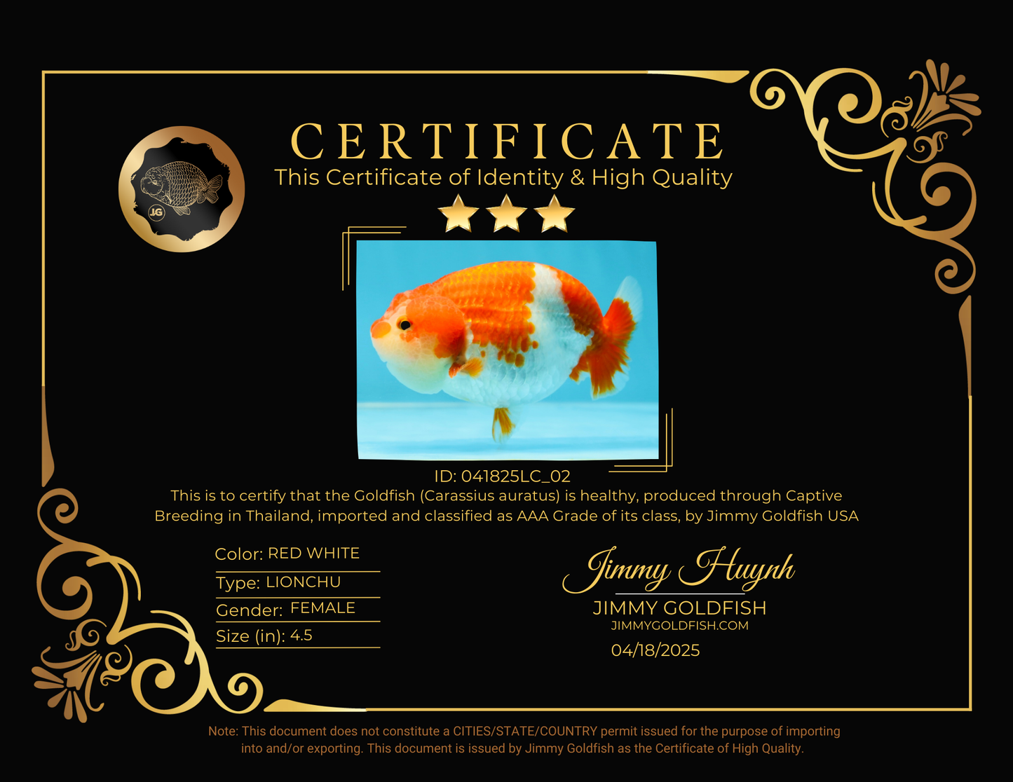 AAA Grade Adorable Red White LionQueen 4.5 inches #041825LC_02