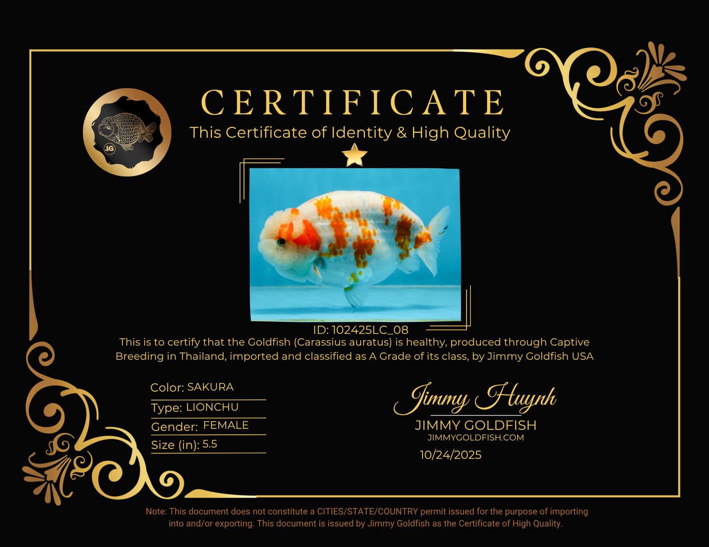 BEAUTY A Grade Kohaku Sakura LionQueen 5.5  inches #102425LC_08