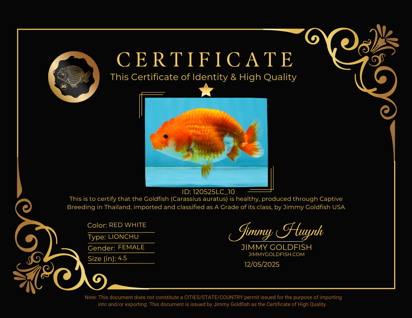 SUPER TOMATO A Grade Red White LionQueen 4.5 inches #120525LC_10