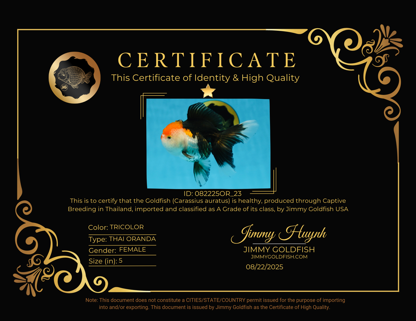 A Grade Tricolor Oranda Female 5 inches #082225OR_23