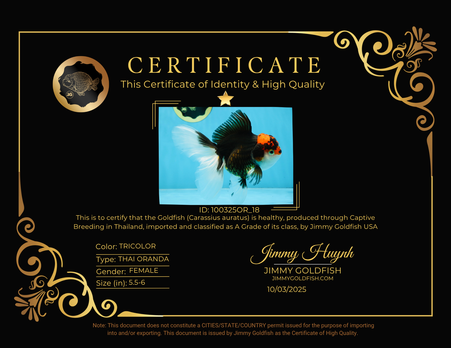 A Grade Tricolor Oranda Female 5.5-6 inches #100325OR_18