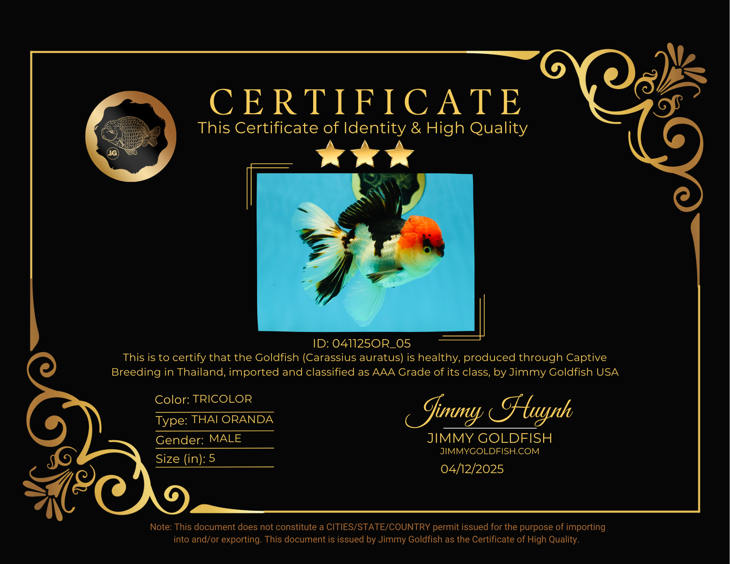 AAA Grade Tricolor Oranda Male 5 inches #041125OR_05