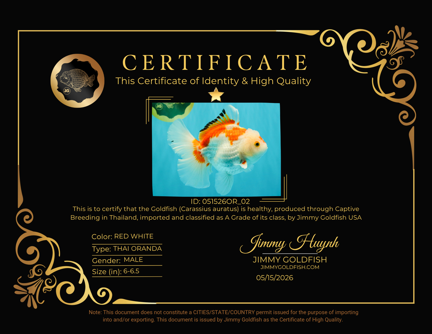 SPECIAL A Grade Red White Oranda Male 6-6.5 inches #051526OR_02