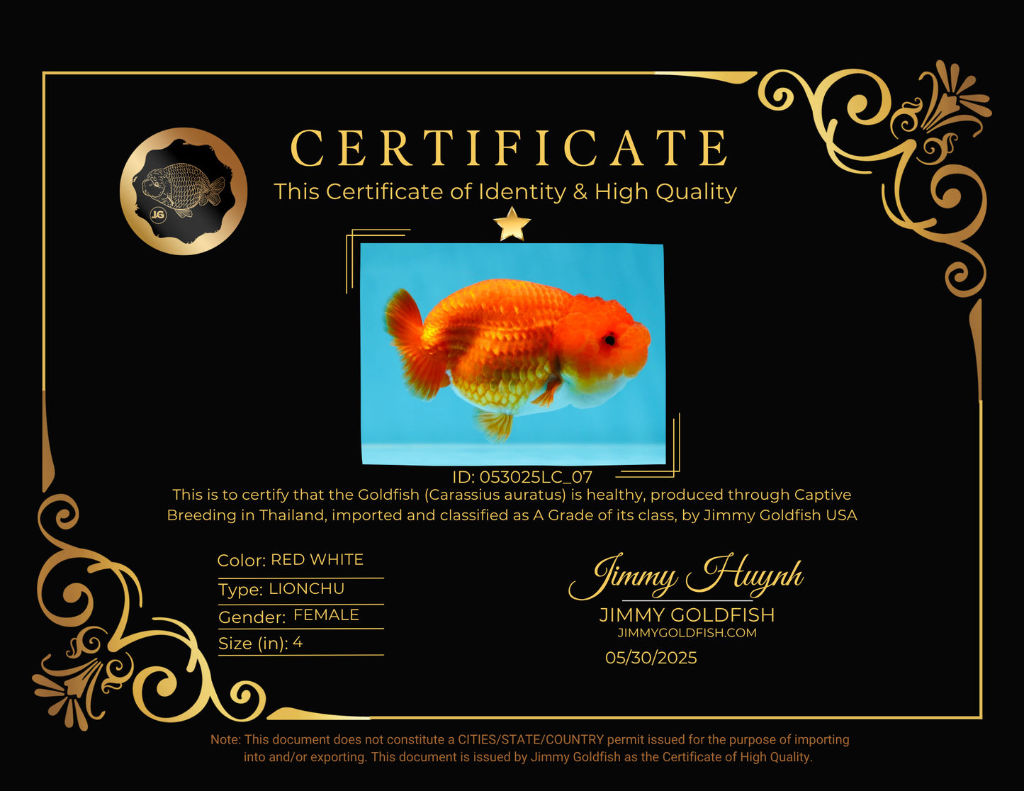 A Grade Red White LionQueen 4 inches #053025LC_07