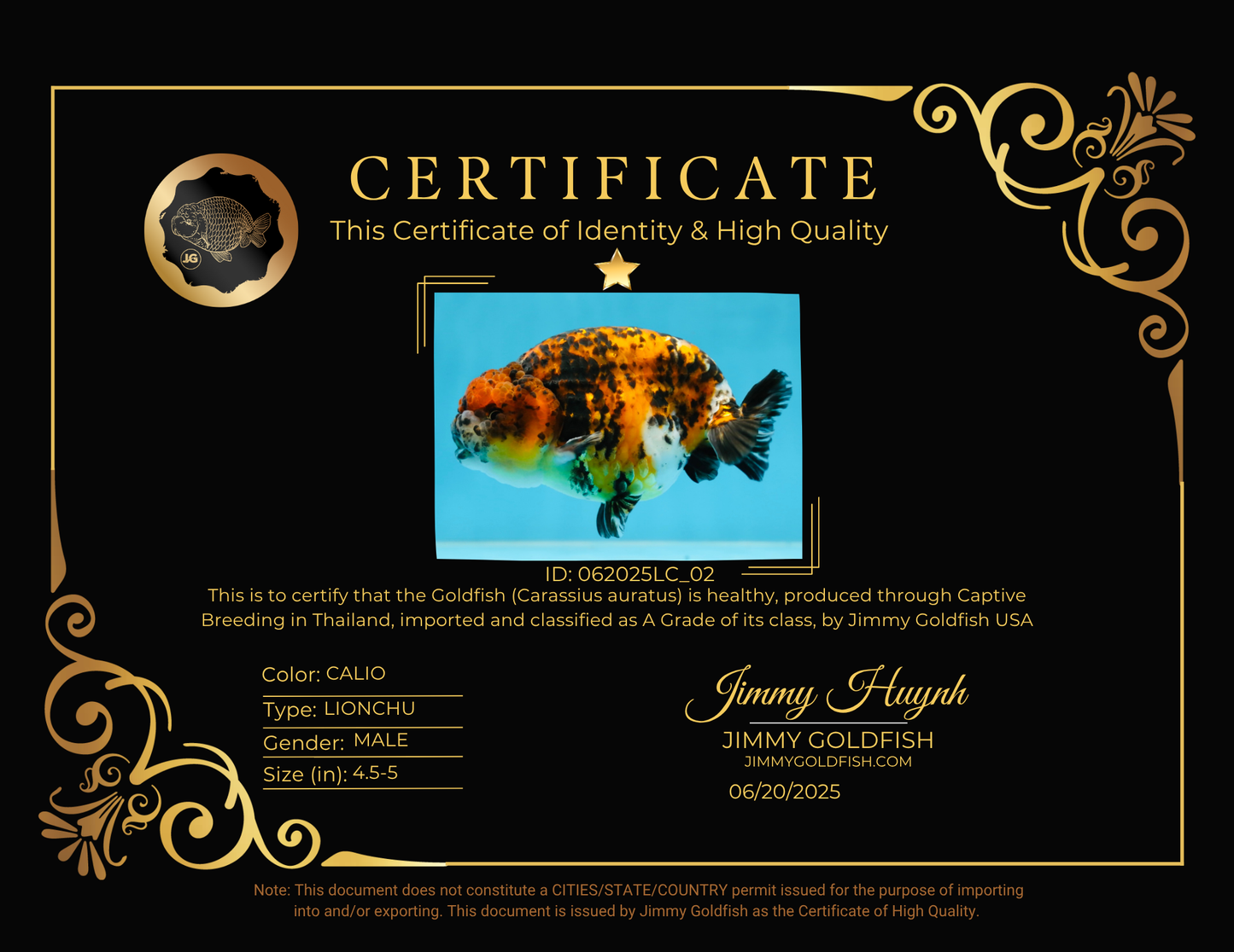 A Grade Speckle Beastie Calico Tiger LionKing 4.5-5 inches #062025LC_02