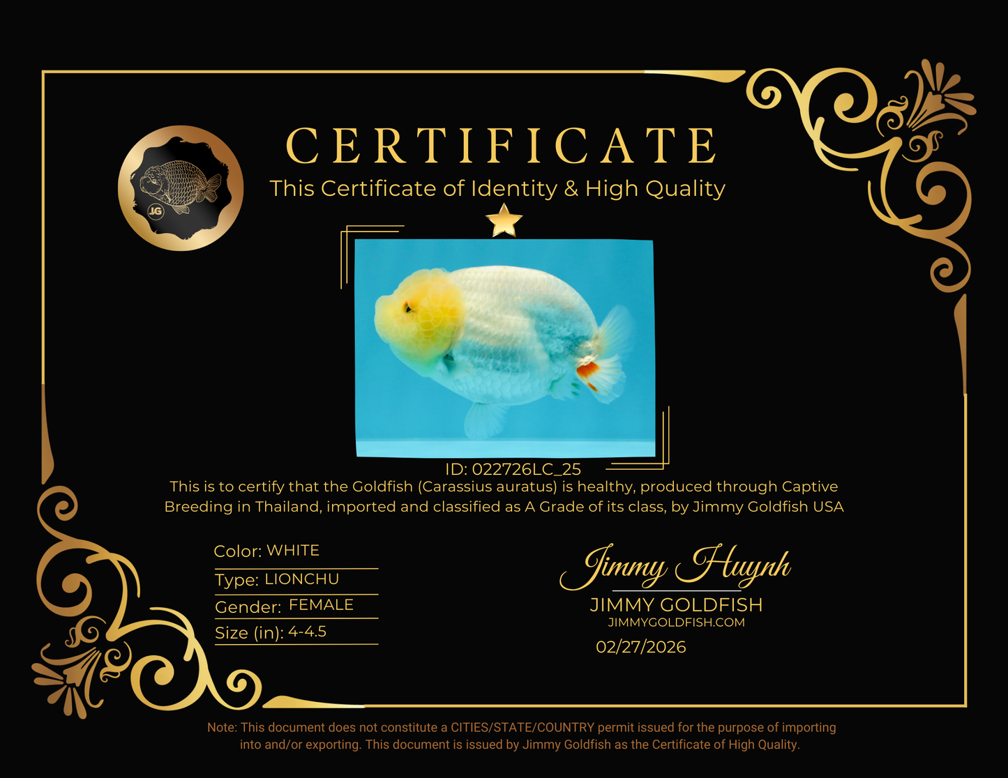 A Grade Dragon Head White LionQueen 4-4.5 inches #022726LC_25