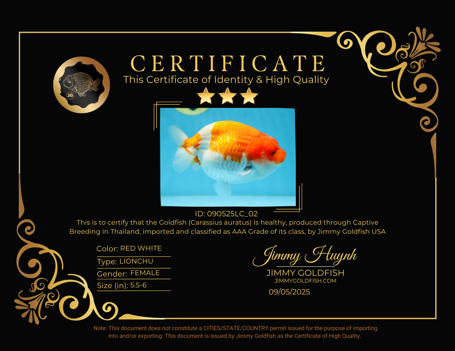 AAA Grade FLUFFY WEN Red White LionQueen 5.5-6 inches #090525LC_02