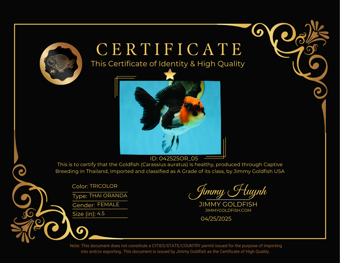 Unique A Grade Tricolor Oranda Female 4.5 inches #042525OR_05