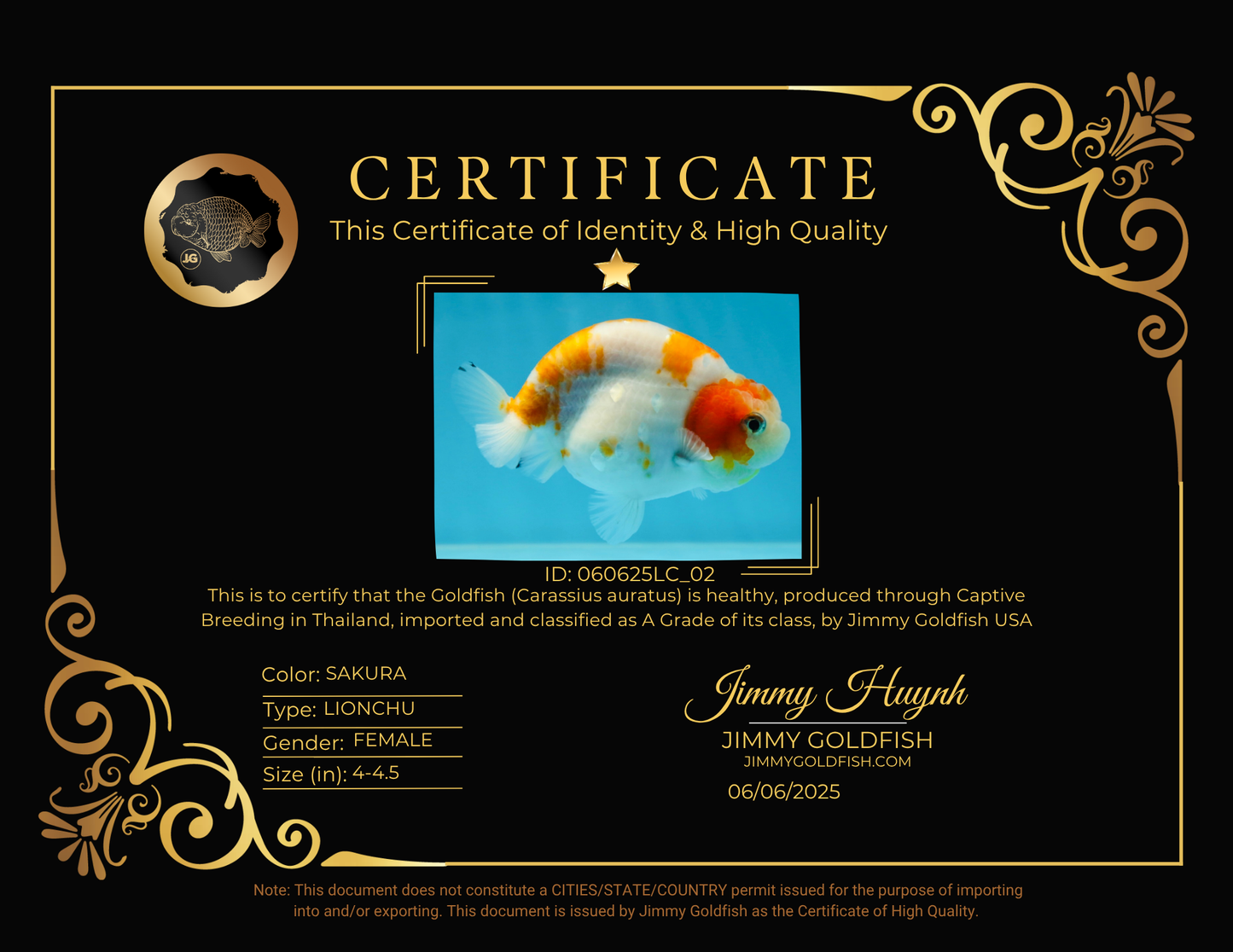 A Grade Kohaku Sakura Female LionQueen 4-4.5 inches #060625LC_02