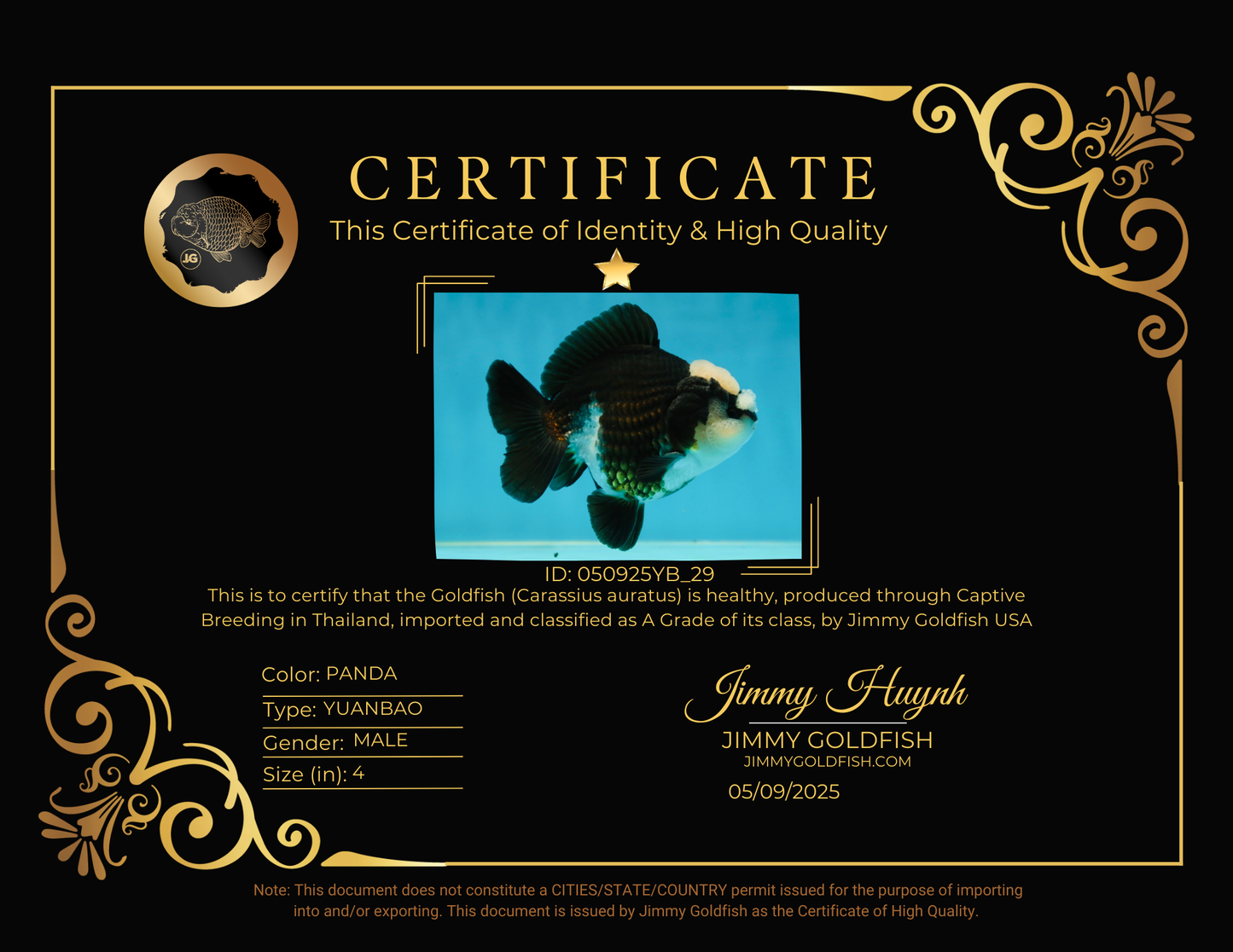 A Grade Jade Head Pompom Panda Button Eyes Yuanbao Male 4 inches #050925YB_29