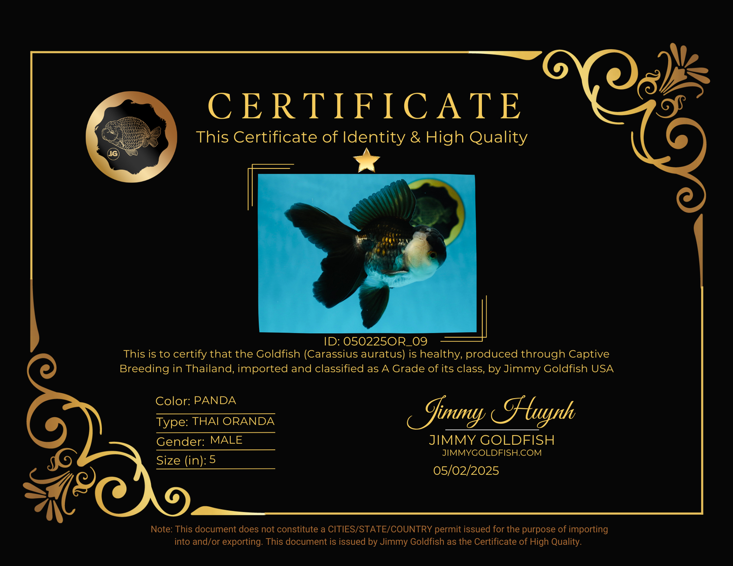 A Grade Panda Oranda Male 5 inches #050225OR_09