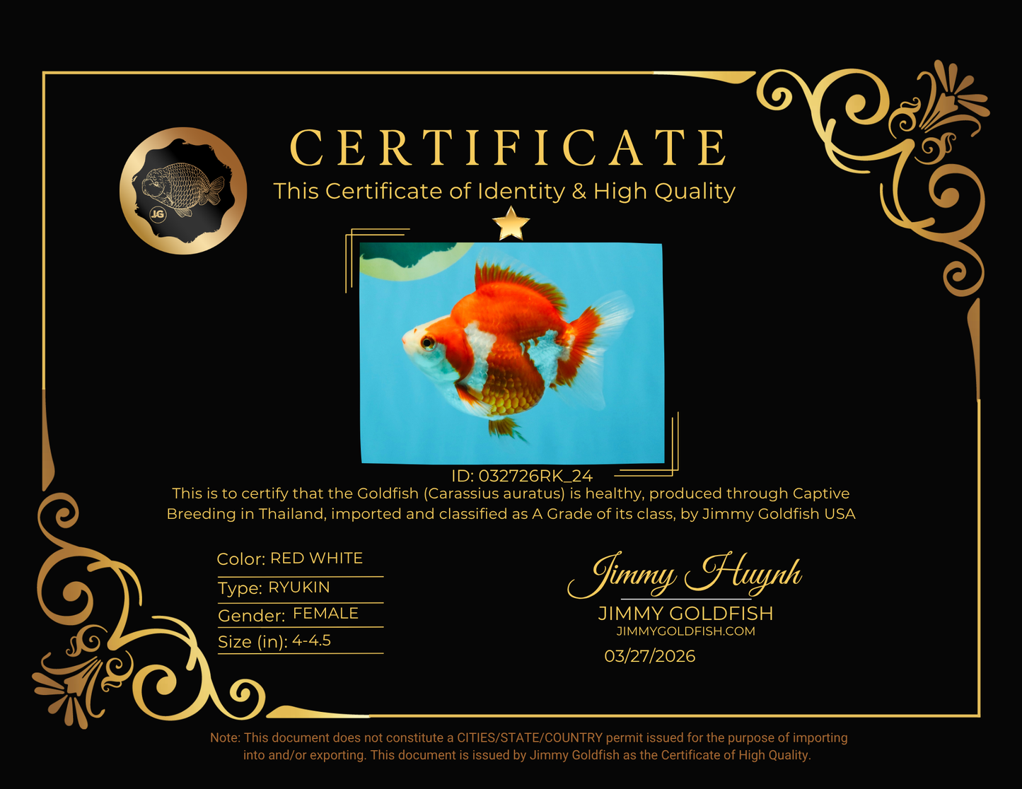 A Grade Red White Ryukin Female 4-4.5 inches #032726RK_24