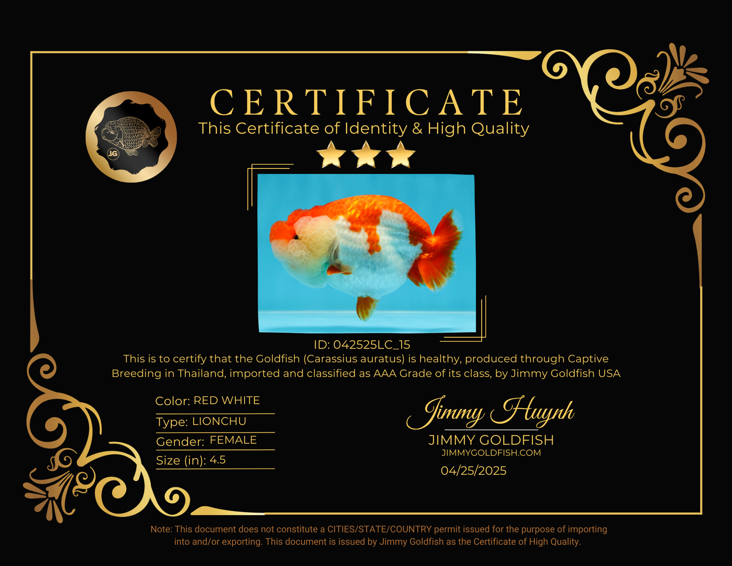 THE BEST AAA Grade Red White LionQueen 4.5 inches #042525LC_15