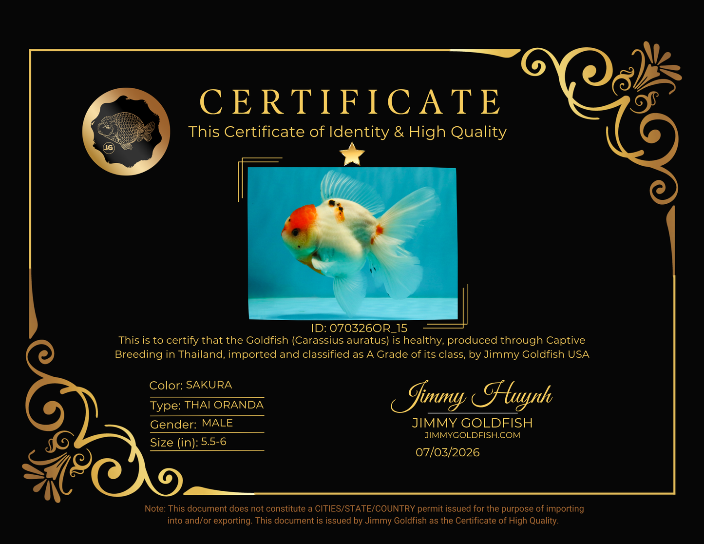 A Grade Tancho Sakura Oranda Male 5.5-6 inches #070326OR_15
