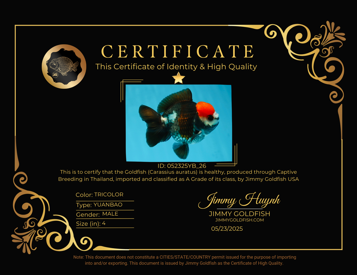 A Grade Pompom Tricolor Yuanbao Male 4 inches #052325YB_26