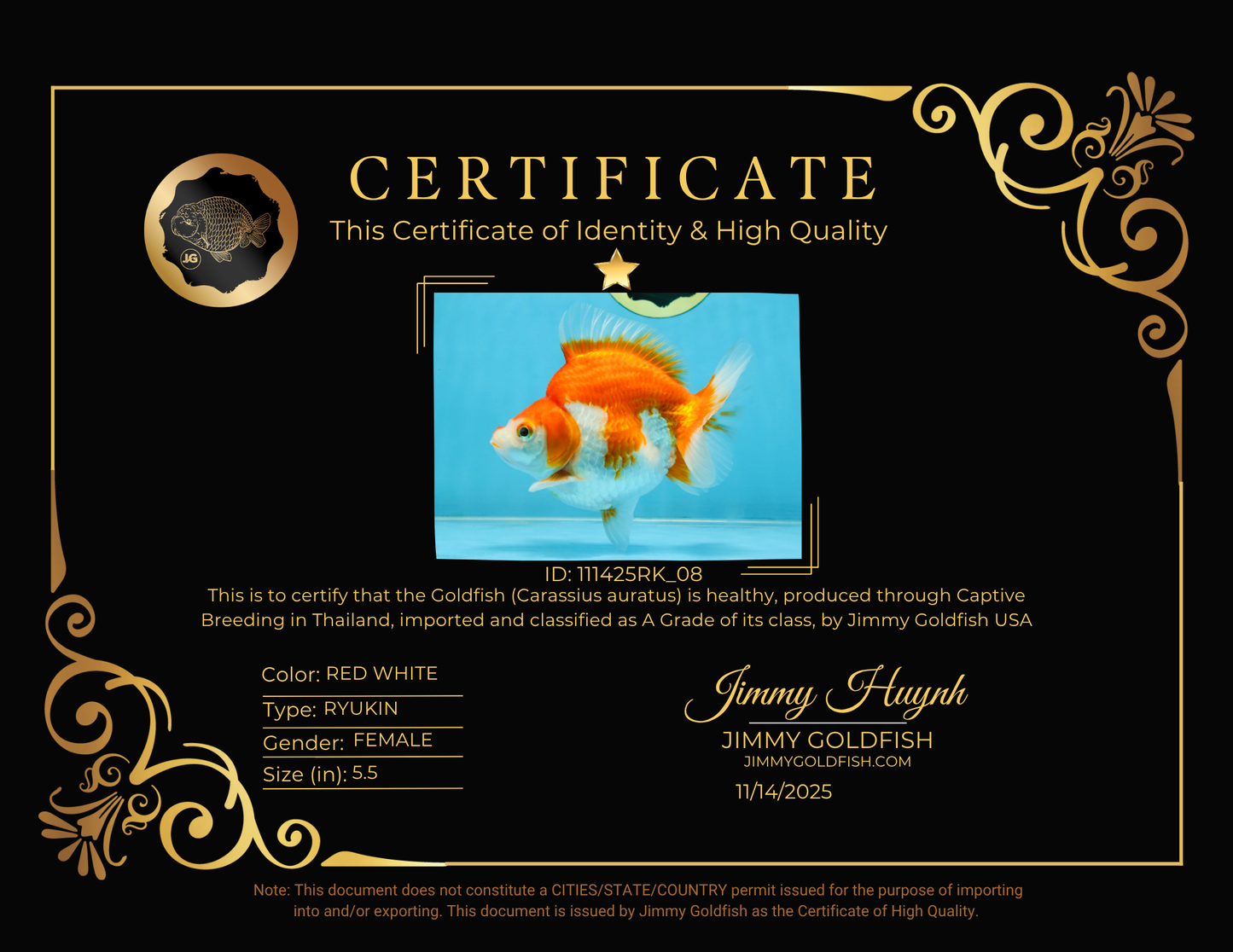 A Grade Red White Ryukin Female 5.5 inches #111425RK_08