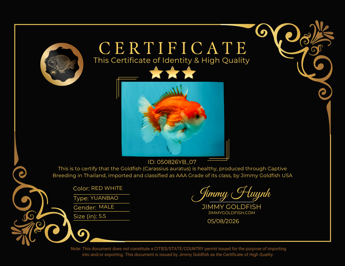 CHUBBY AAA Grade Red White Yuanbao Male 5.5 inches #050826YB_07