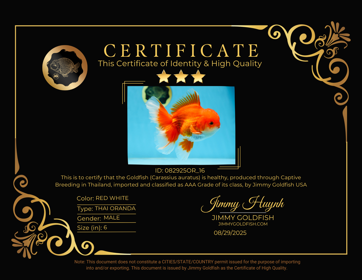 AAA Grade BEAUTY Red White Oranda Male 6 inches #082925OR_16