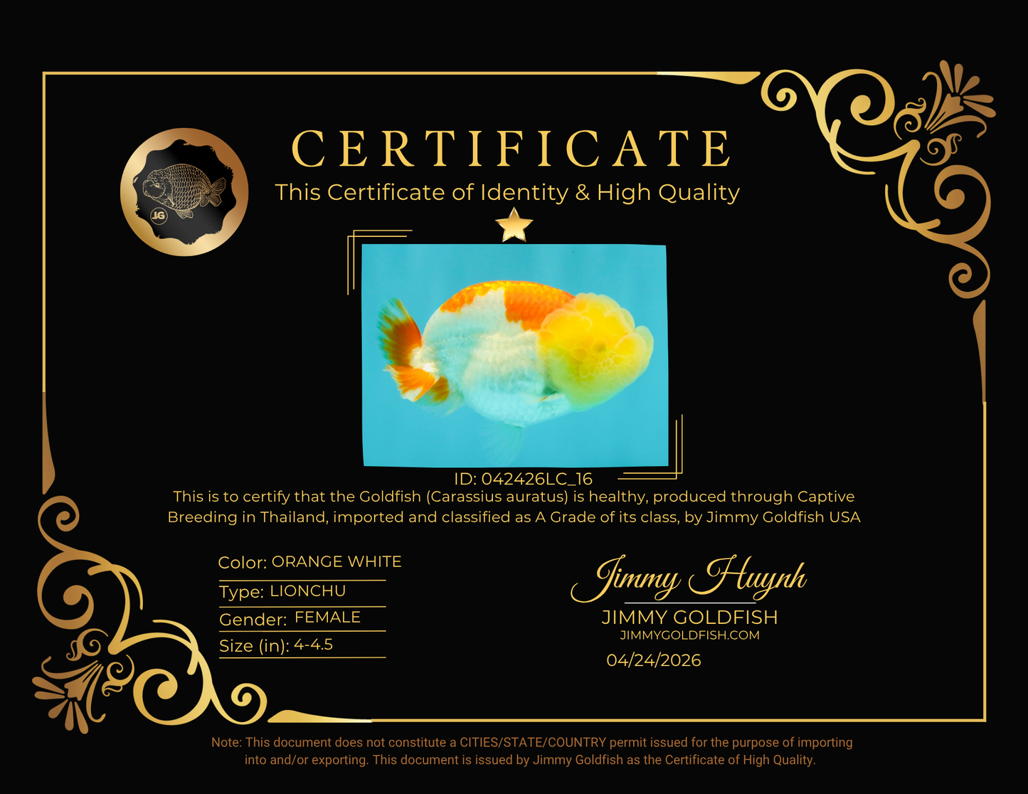 SUPER CUTE A Grade Red White LionQueen Female 4-4.5 inches #042426LC_16