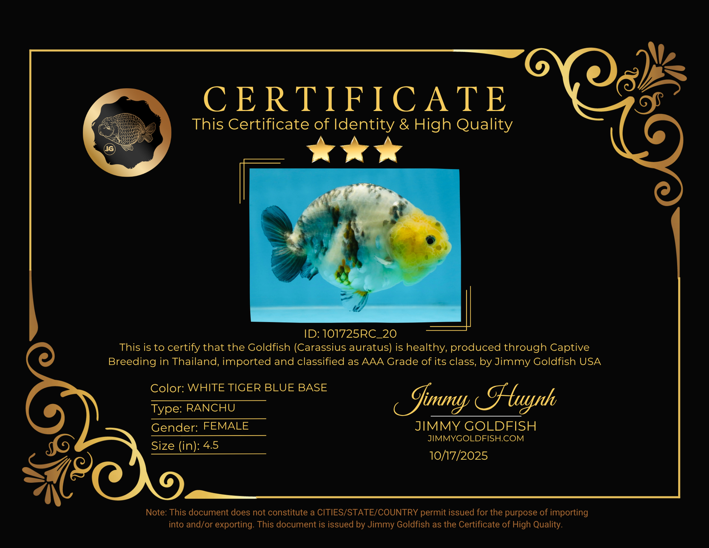 SPECIAL AAA Grade Chinese White Tiger Base Ranchu Female 4.5 inches #101725RC_20