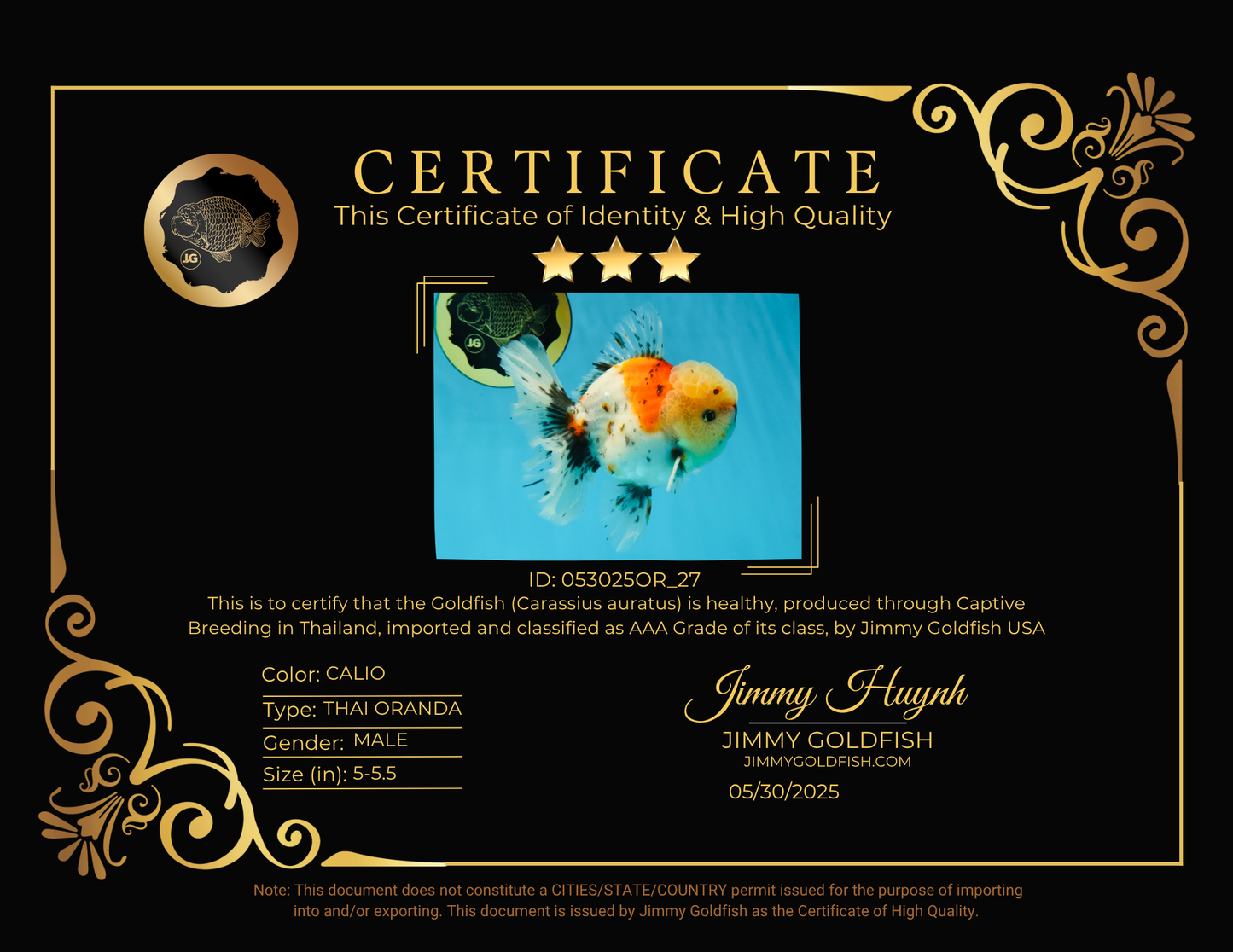 AAA Grade Godzilla Pepper Calico Oranda Male 5-5.5 inches #053025OR_27