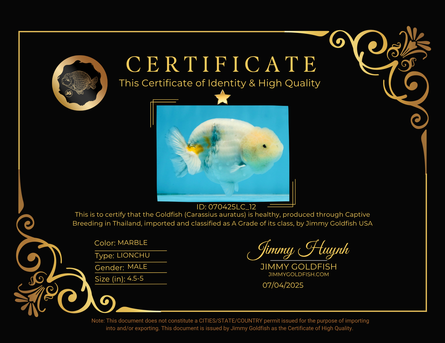 A Grade Marble LionKing Male 4.5-5 inches #070425LC_12