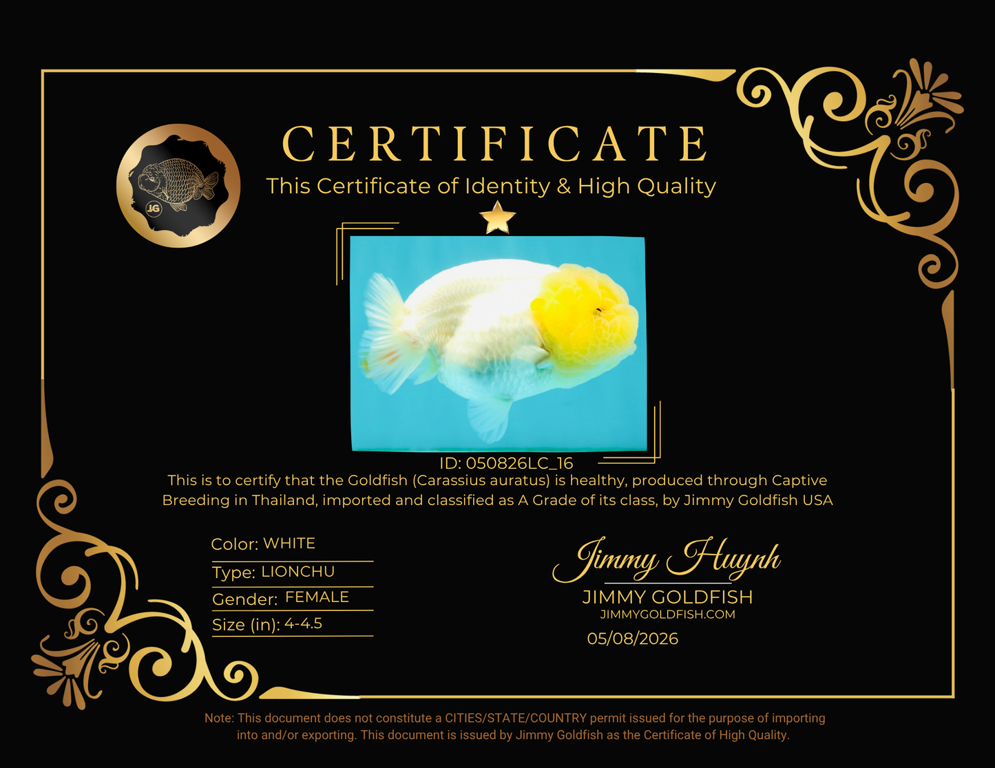 BEAUTY A Grade White LionQueen 4-4.5 inches #050826LC_16