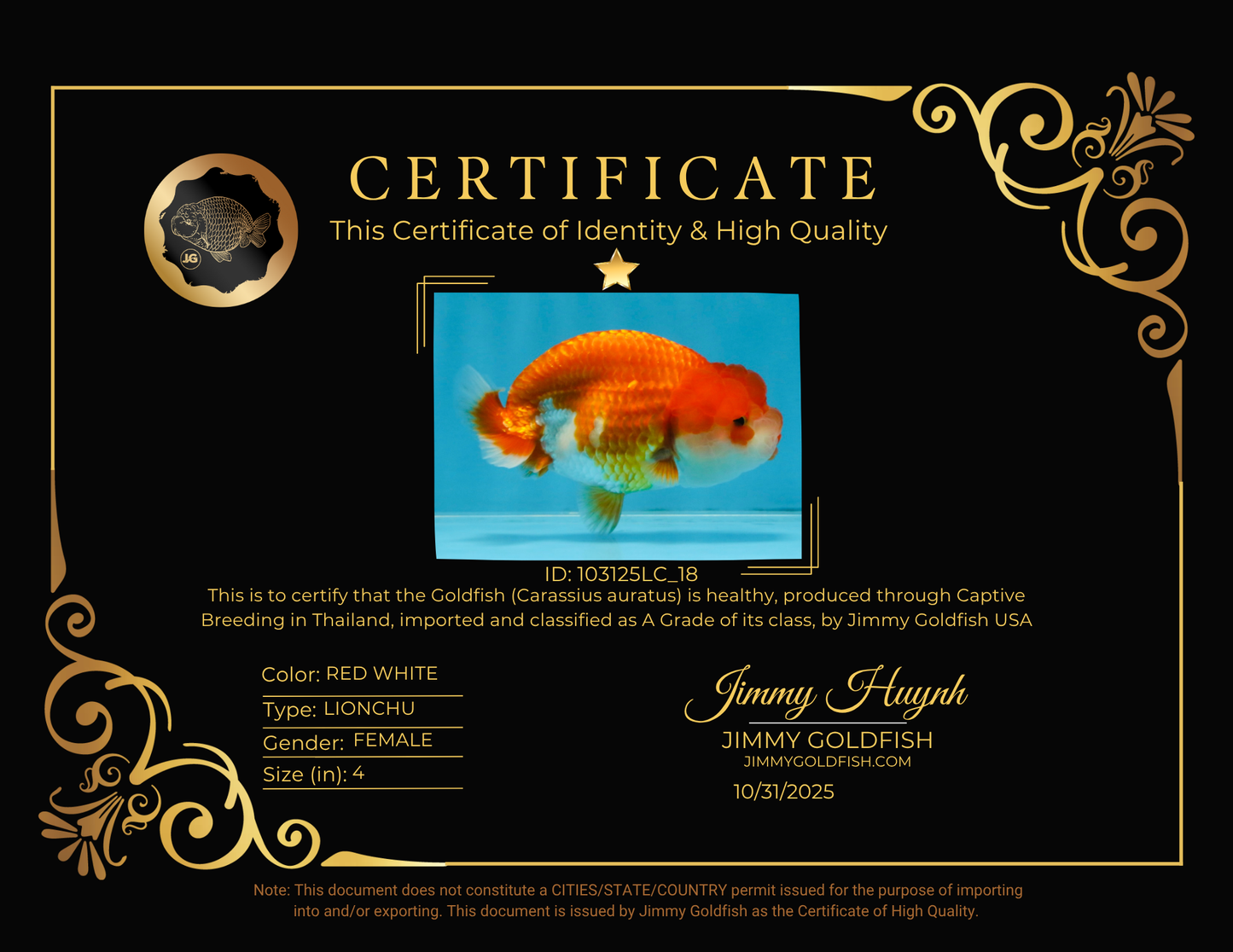 A Grade Red White LionQueen 4 inches #103125LC_18