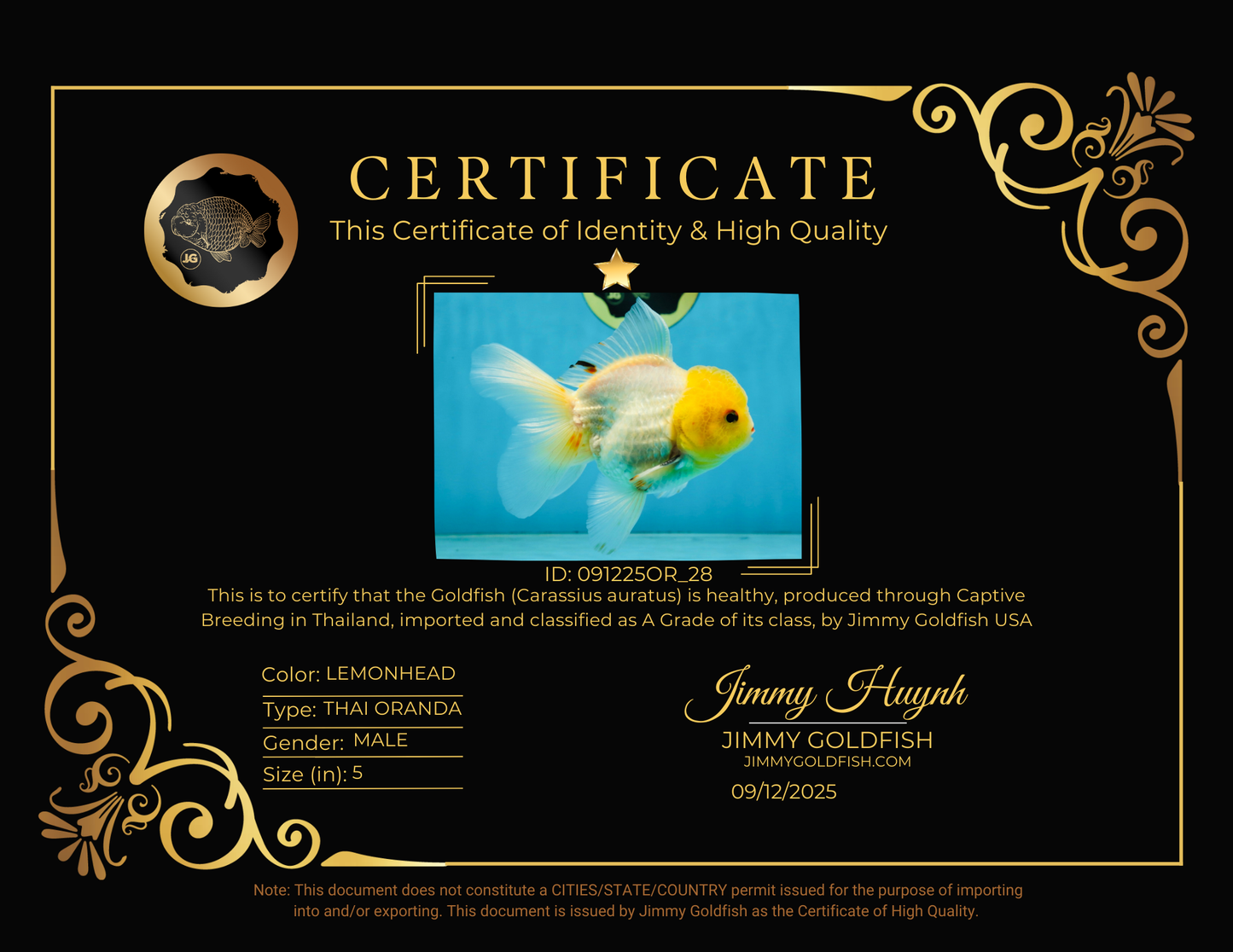 A Grade Lemonhead Oranda Male 5-inches #091225OR_28