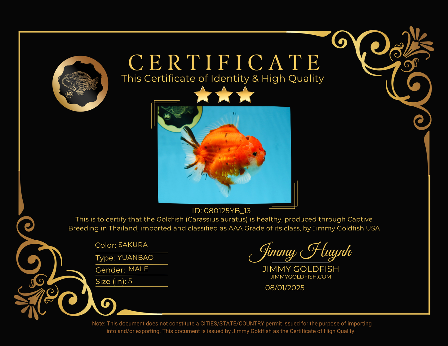 AAA Grade Godzilla Sakura Yuanbao Male 5 inches #080125YB_13