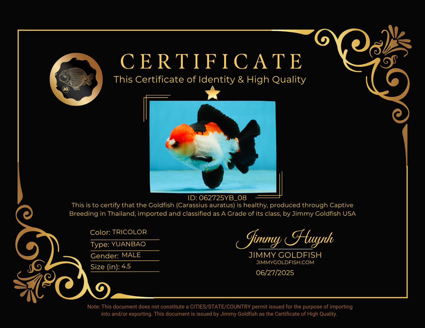 A Grade Pompom Tricolor Yuanbao Male 4.5 inches #062725YB_08