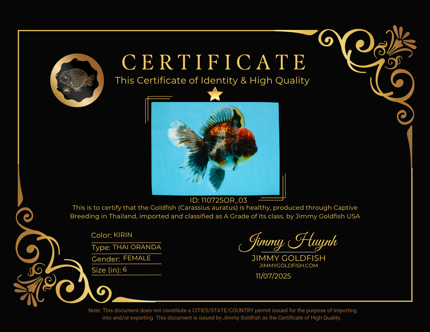 A Grade Kirin Oranda Female 6 inches #110725OR_03