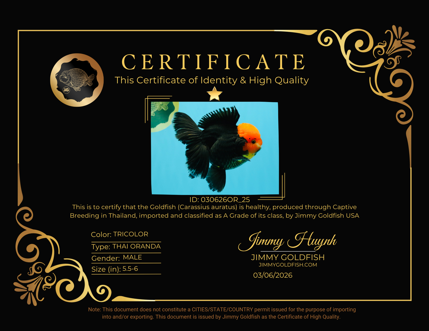 A Grade Red Head Tricolor Oranda Male 5.5-6 inches #030626OR_25