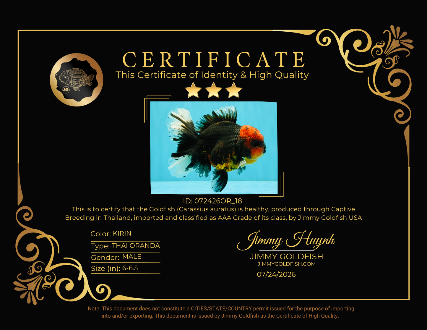 CHONKY AAA Grade Red Head Kirin Oranda Male 6-6.5 inches #072426OR_18