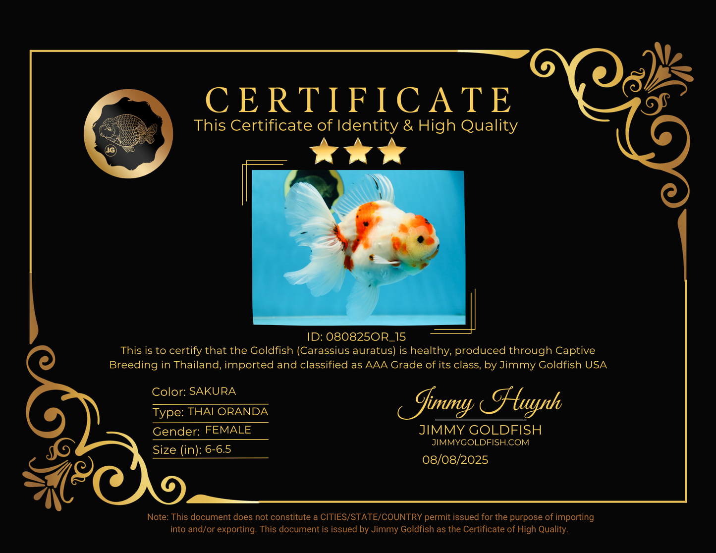 AAA Grade CHUNKY Sakura Oranda Female 6-6.5 inches #080825OR_15