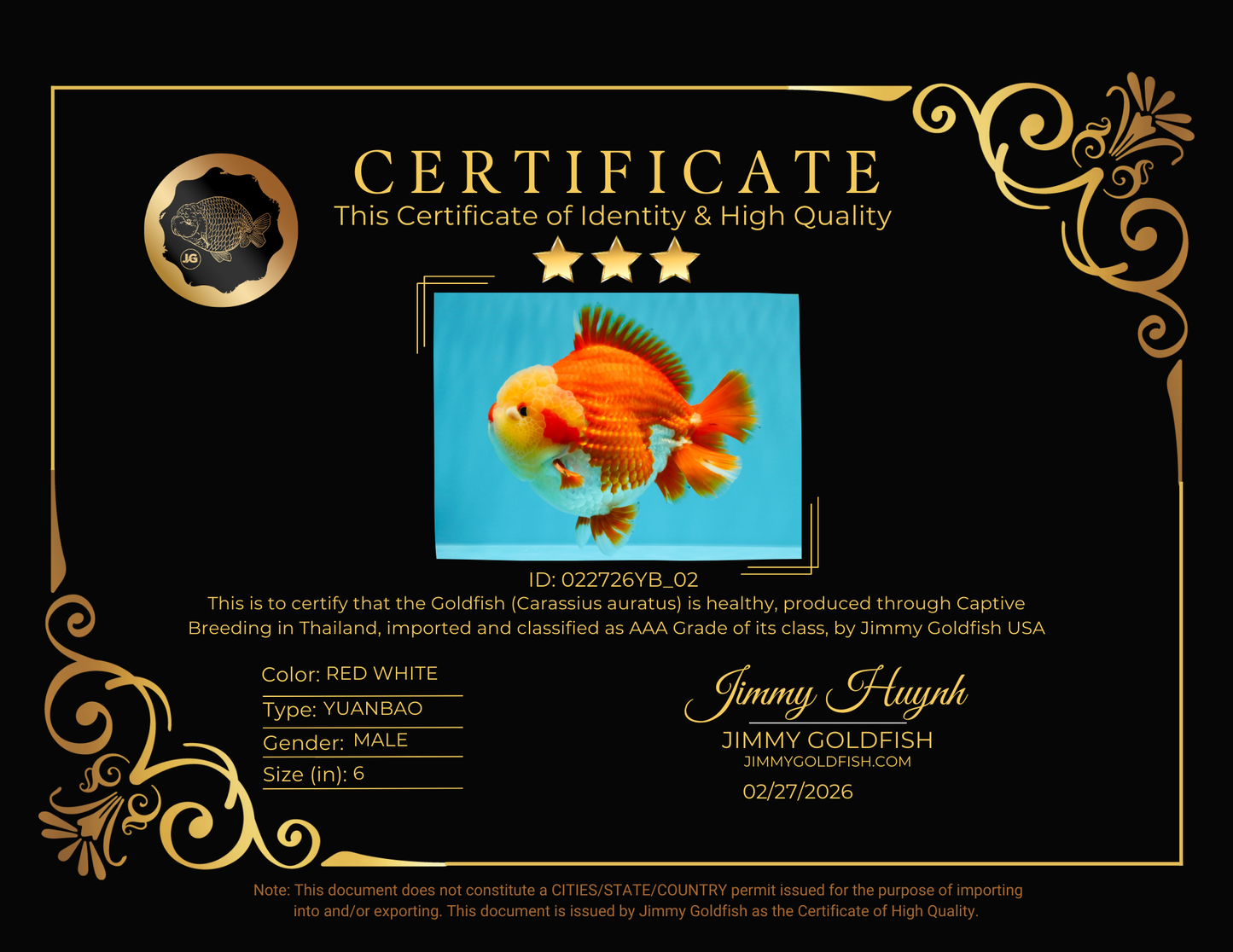 SUPER CUTE AAA Grade Godzilla Red White Yuanbao Male 6 inches #022726YB_02