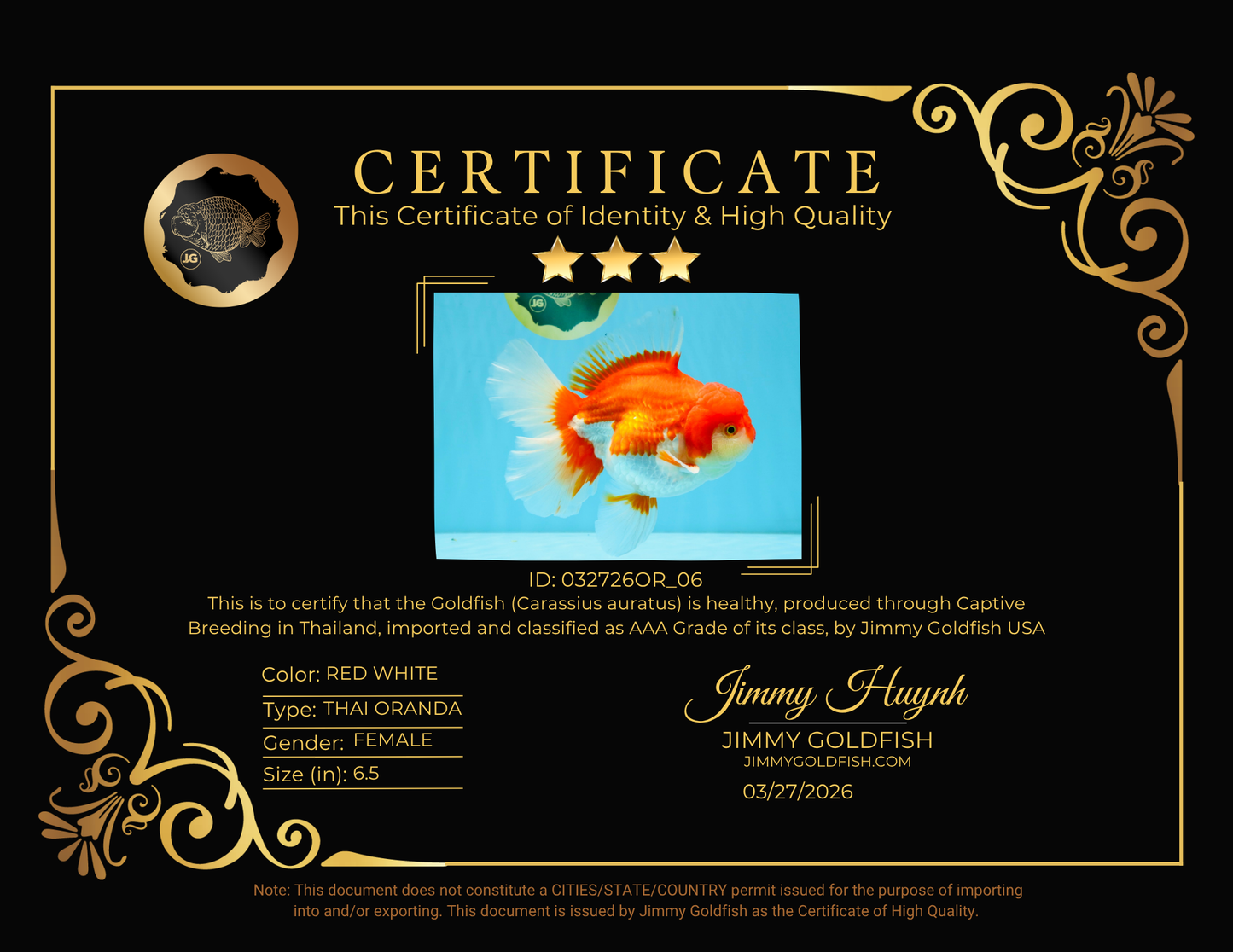 JUMBO AAA Grade Red White Oranda Female 6.5 inches #032726OR_06