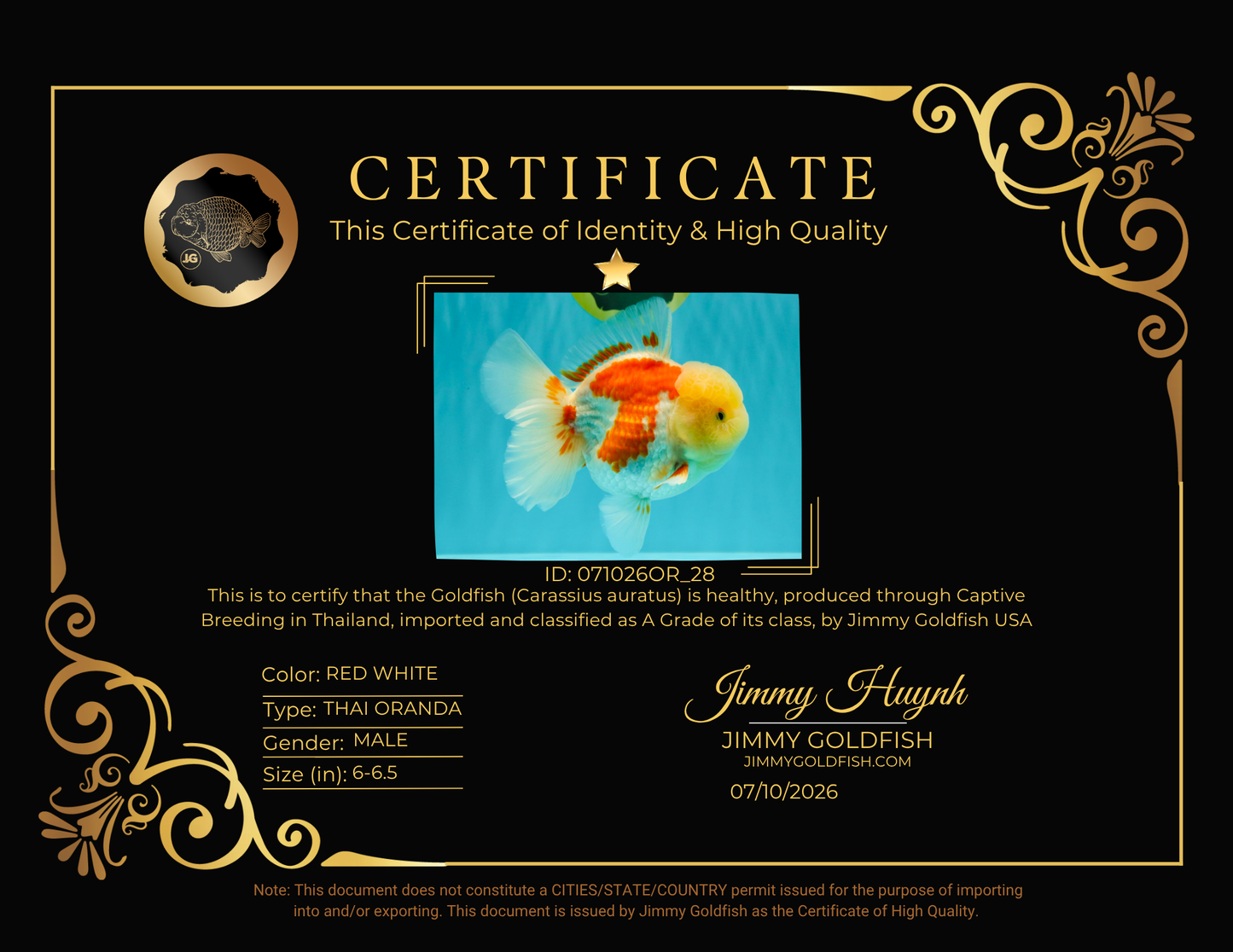 FLUFFY A Grade Red White Oranda Male 6-6.5 inches #071026OR_28
