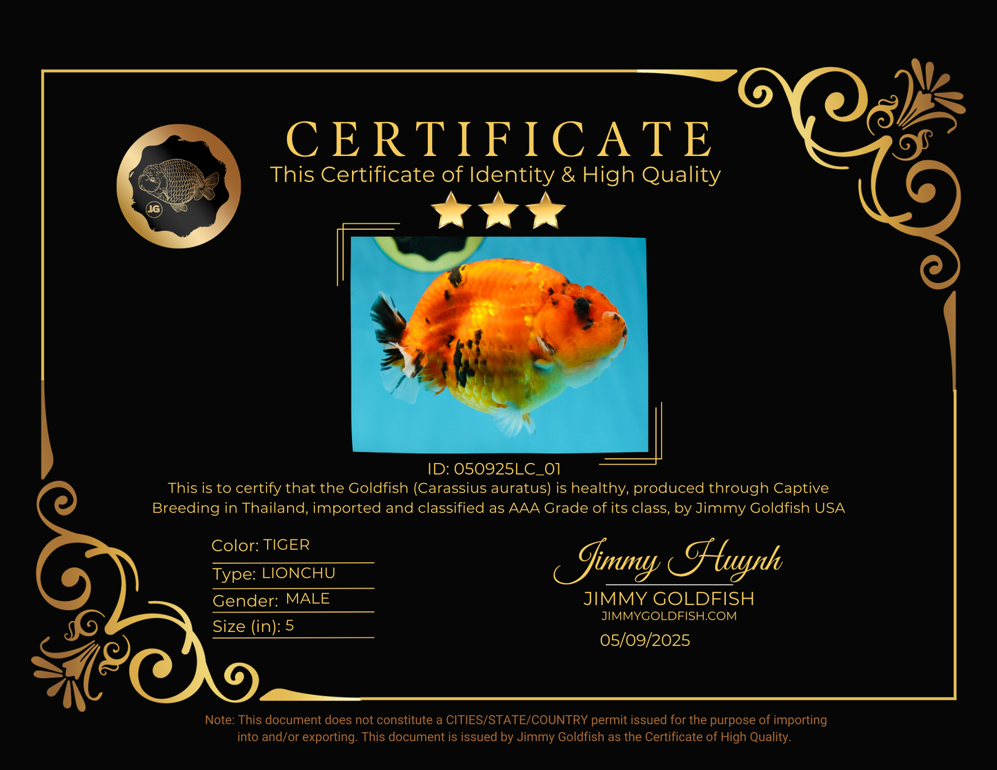 AAA Grade Cow Tiger LionKing 5 inches #050925LC_01